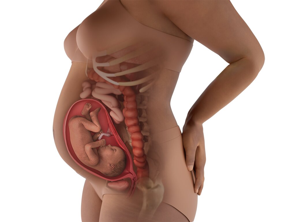 Kondisi Kehamilan Dalam Perut Bumil Saat Hamil 6 Bulan Kondisi Kehamilan Dalam Perut Bumil Saat Hamil 6 Bulan