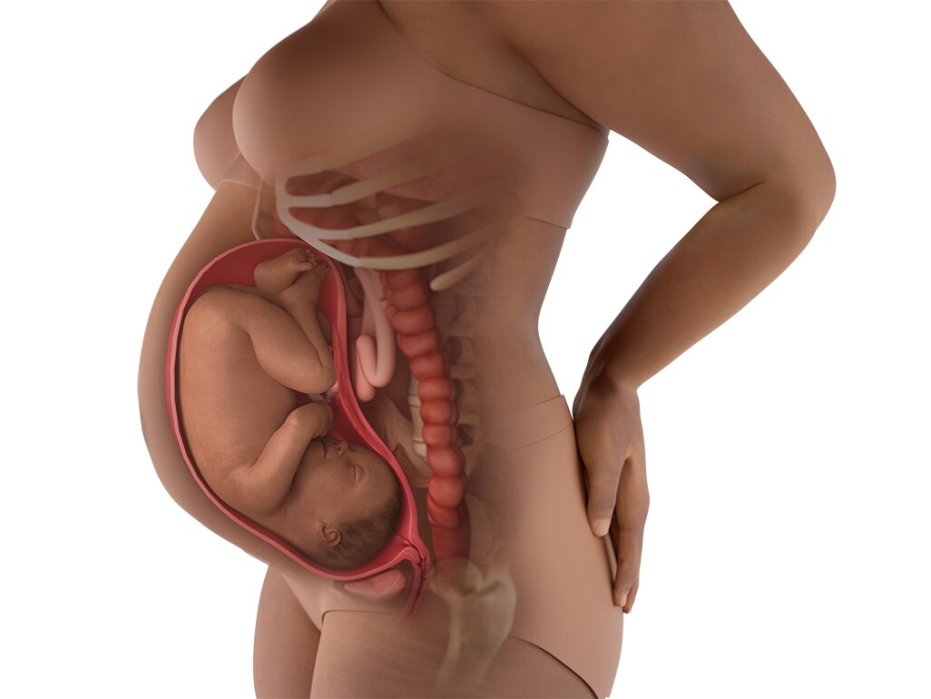 Catatan Perkembangan Kehamilan Trimester Terkait Usia 8 Bulan