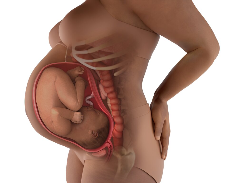 Informasi Lengkap Transformasi Janin Usia 9 Bulan Informasi Lengkap Transformasi Janin Usia 9 Bulan