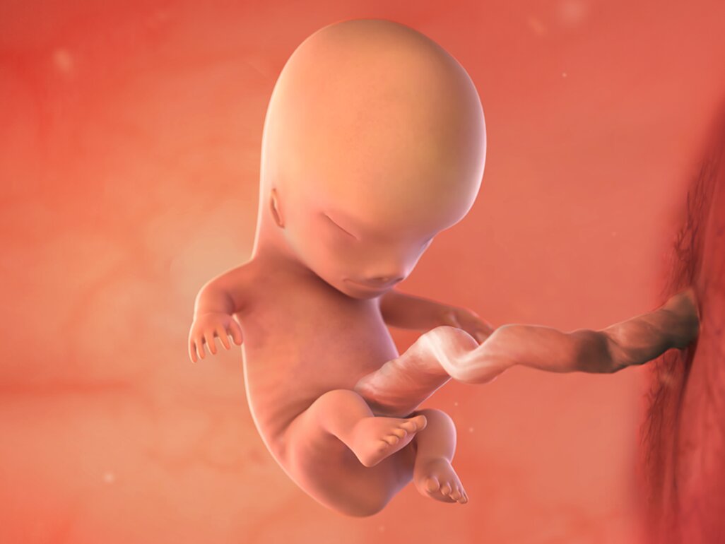 Ilustrasi Perkembangan Janin Usia 10 Minggu