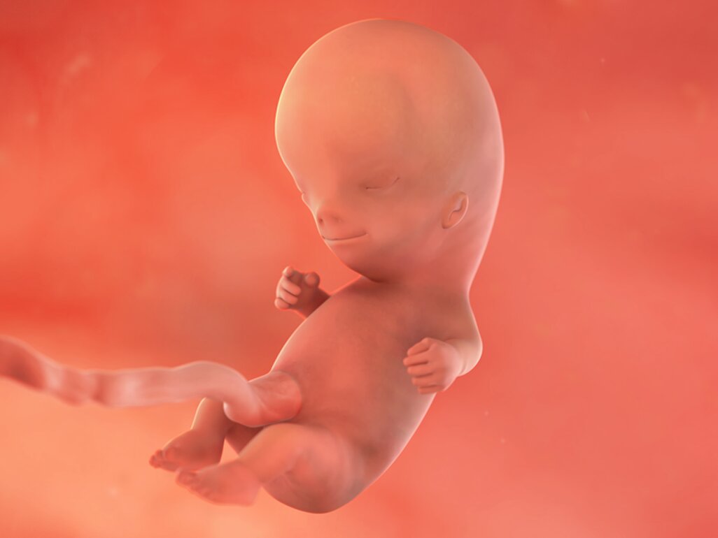 Ilustrasi Perkembangan Janin Usia 11 Minggu