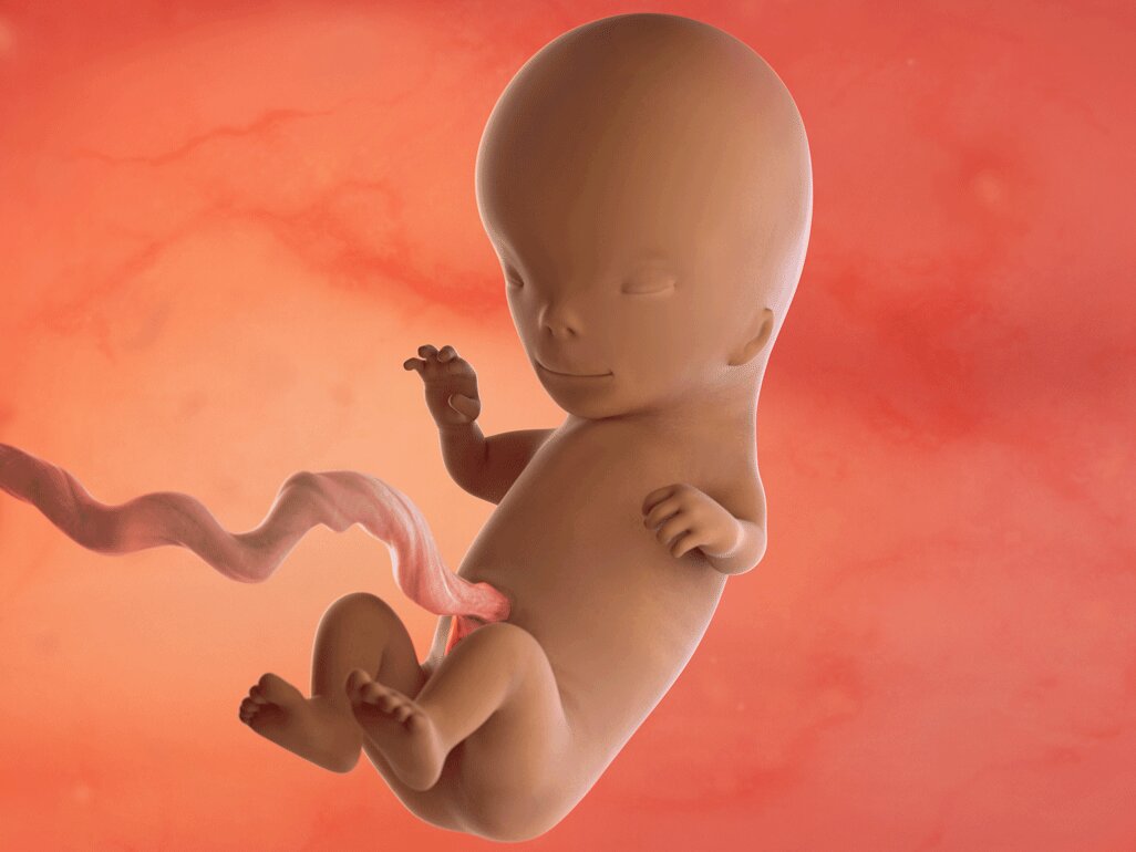 Ilustrasi Perkembangan Janin Usia 12 Minggu