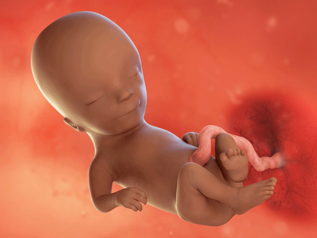 Ilustrasi Perkembangan Janin Usia 14 Minggu
