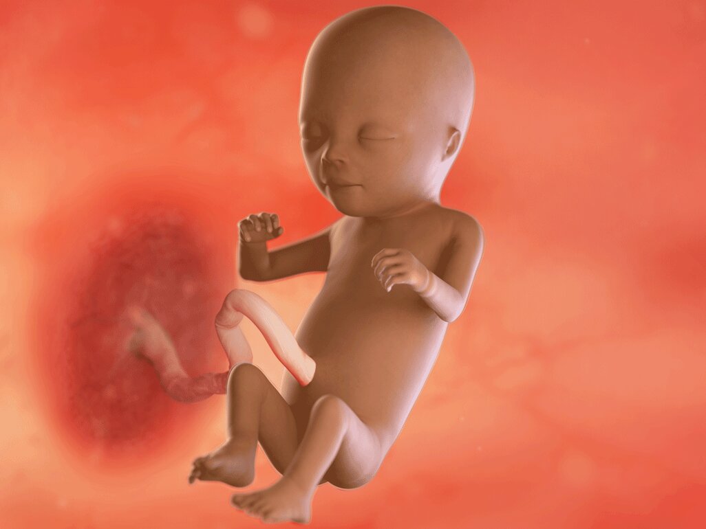 Ilustrasi Perkembangan Janin Usia 15 Minggu