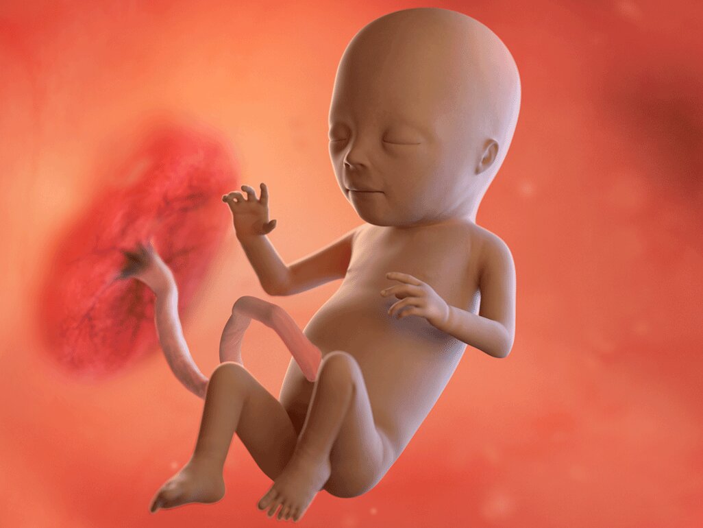 Gambaran Janin Saat Usia 4 Bulan Gambaran Janin Saat Usia 4 Bulan