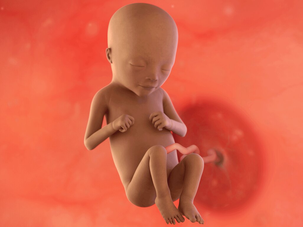 Ilustrasi Perkembangan Janin Usia 18 Minggu