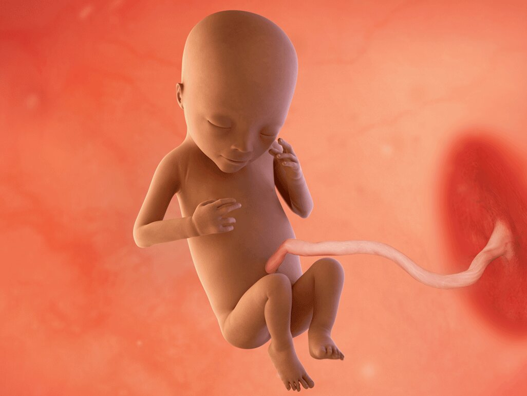 Ilustrasi Perkembangan Janin Usia 19 Minggu