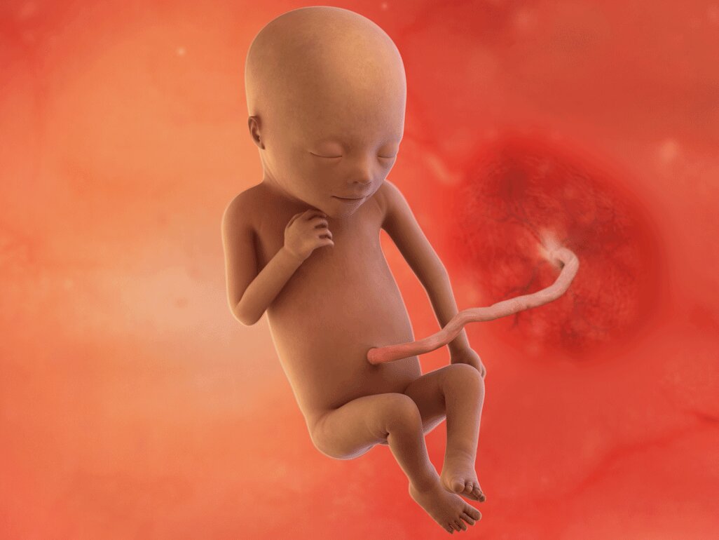 Gambaran Janin Saat Usia 5 Bulan Gambaran Janin Saat Usia 5 Bulan