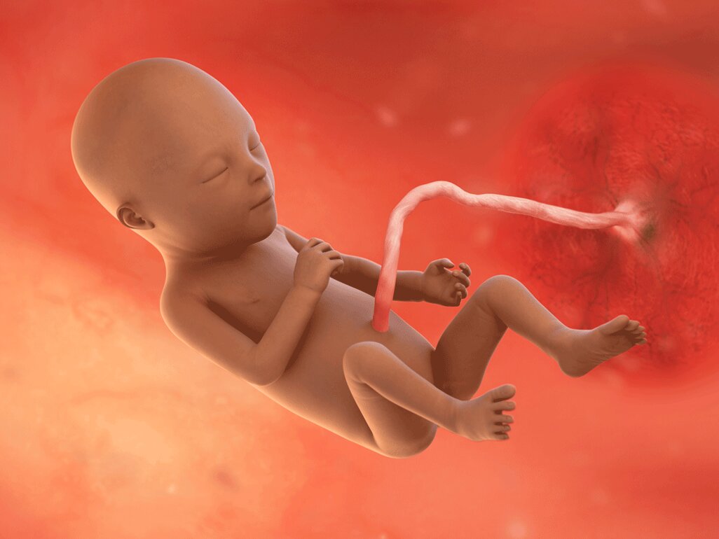Ilustrasi Perkembangan Janin Usia 21 Minggu