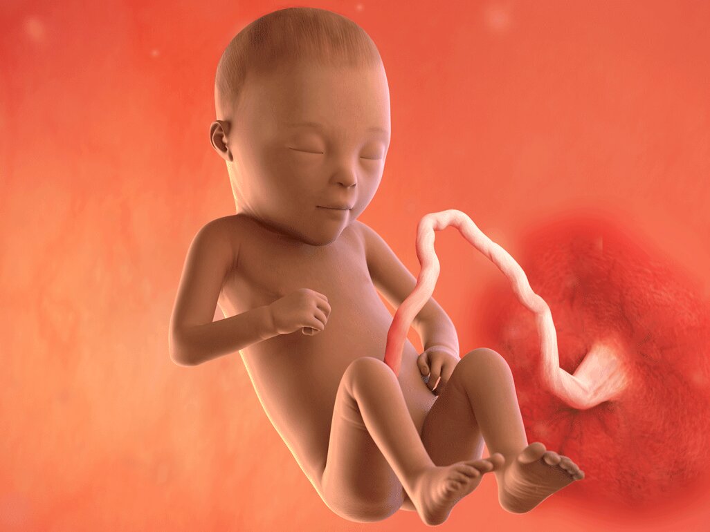 Ilustrasi Perkembangan Janin Usia 22 Minggu