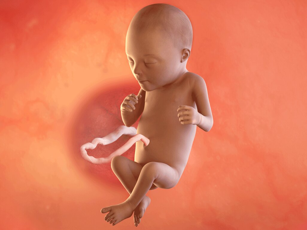 Ilustrasi Perkembangan Janin Usia 23 Minggu