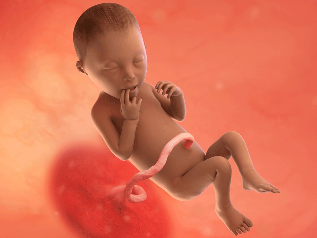 Ilustrasi Perkembangan Janin Usia 24 Minggu