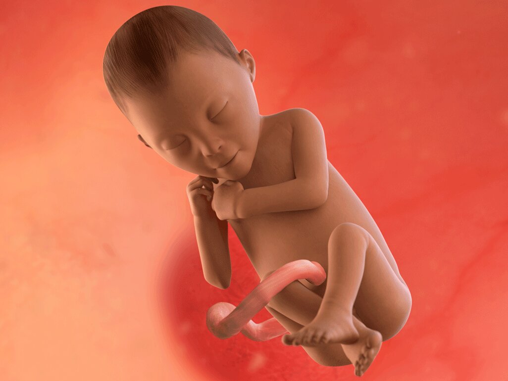 Ilustrasi Perkembangan Janin Usia 25 Minggu