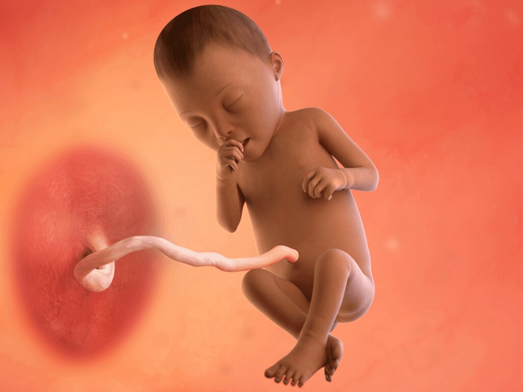 Ilustrasi Perkembangan Janin Usia 26 Minggu