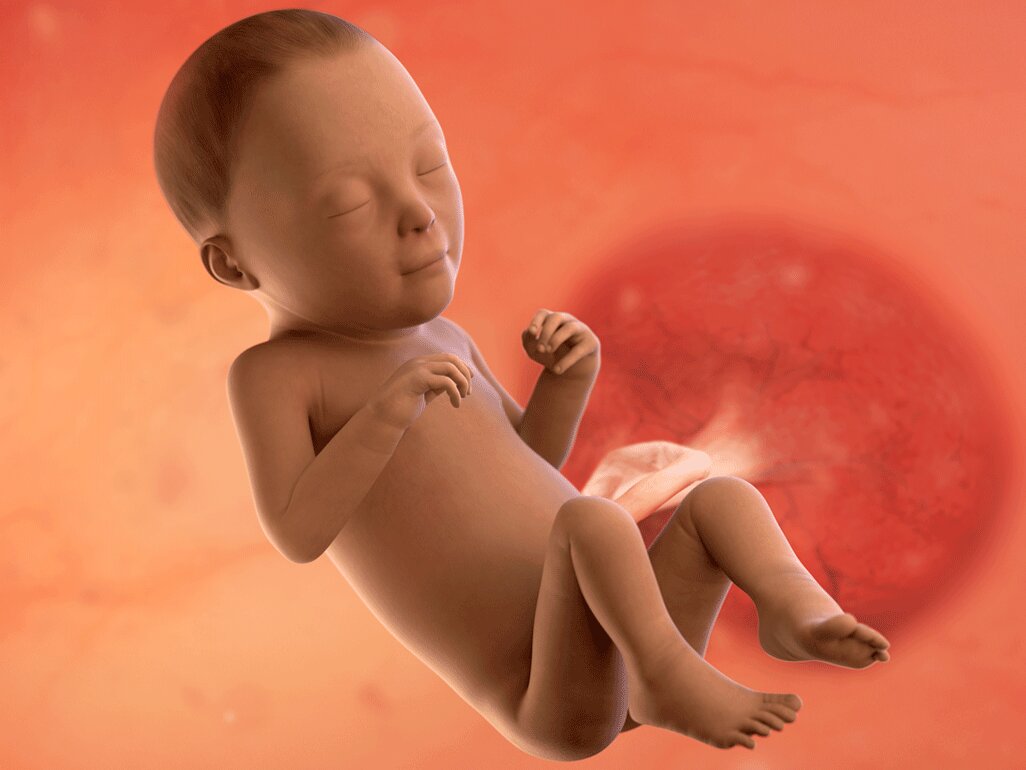 Ilustrasi Perkembangan Janin Usia 27 Minggu