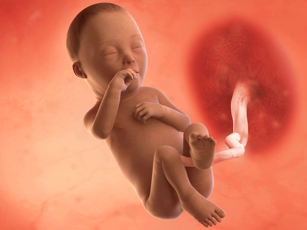 Ilustrasi Perkembangan Janin Usia 28 Minggu