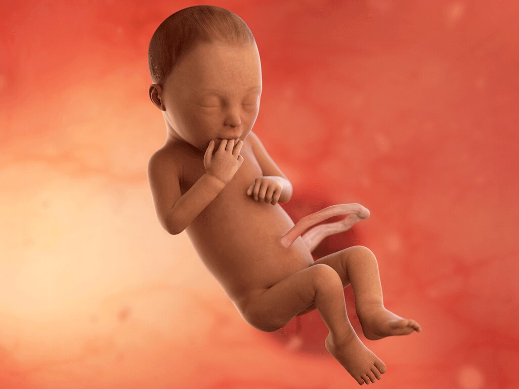 Gambaran Janin Saat Usia 7 Bulan