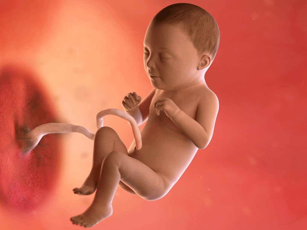 Ilustrasi Perkembangan Janin Usia 31 Minggu