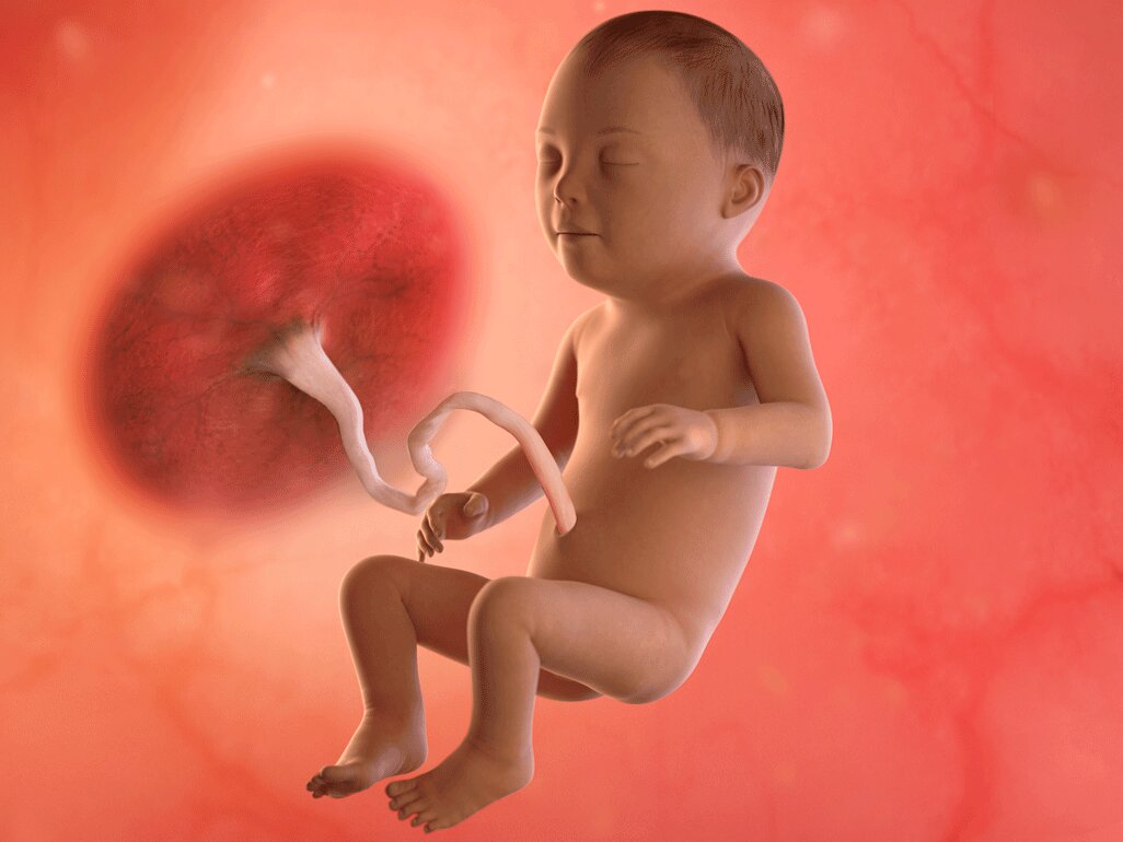 Ilustrasi Perkembangan Janin Usia 32 Minggu