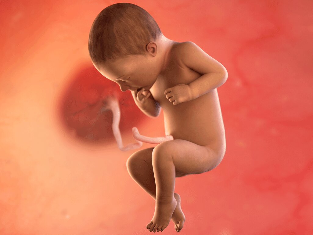 Gambaran Janin Saat Usia 8 Bulan