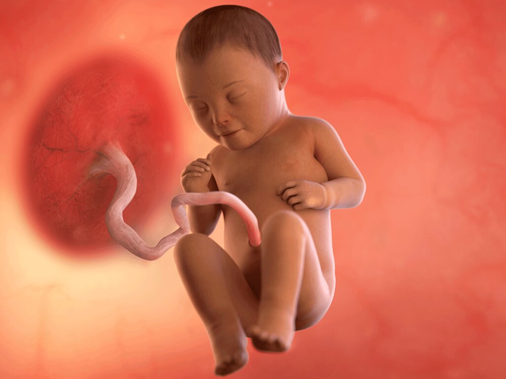 Ilustrasi Perkembangan Janin Usia 34 Minggu