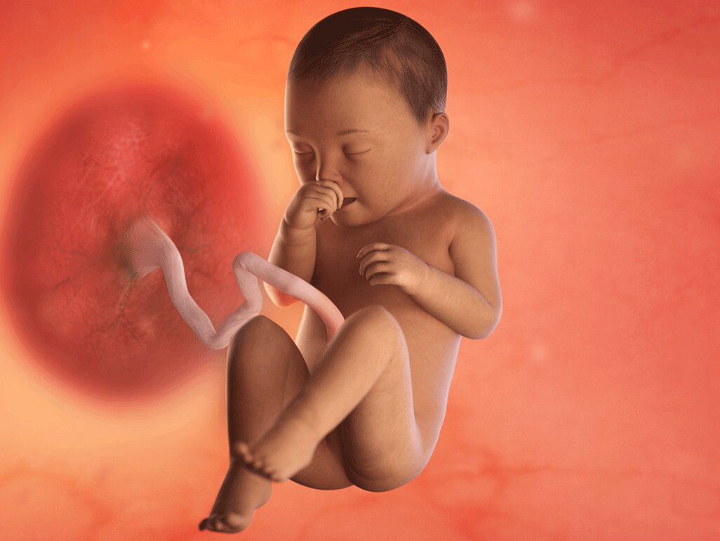 Ilustrasi Perkembangan Janin Usia 35 Minggu