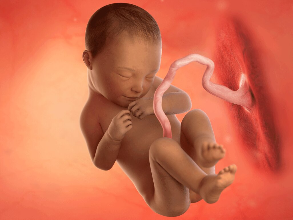 Ilustrasi Perkembangan Janin Usia 36 Minggu