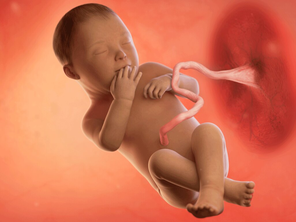 Ilustrasi Perkembangan Janin Usia 37 Minggu