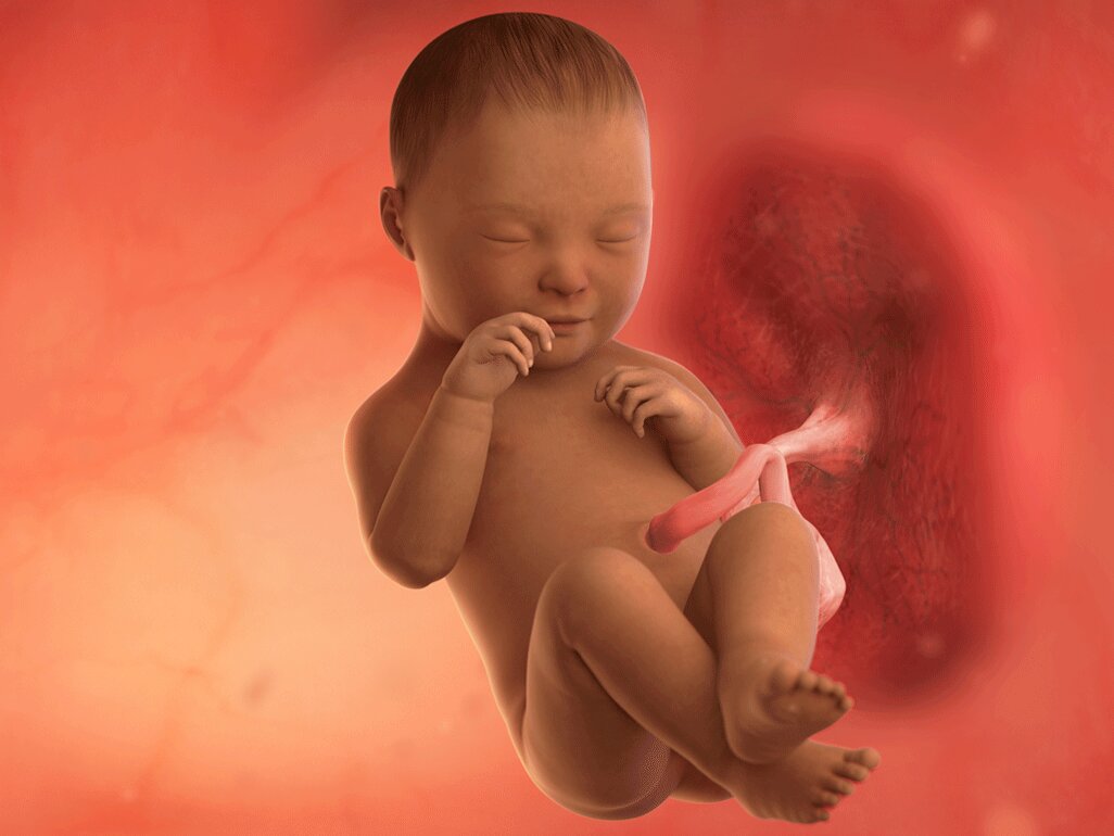 Ilustrasi Perkembangan Janin Usia 39 Minggu