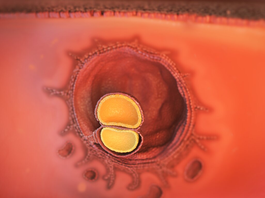 Ilustrasi Perkembangan Janin Usia 4 Minggu