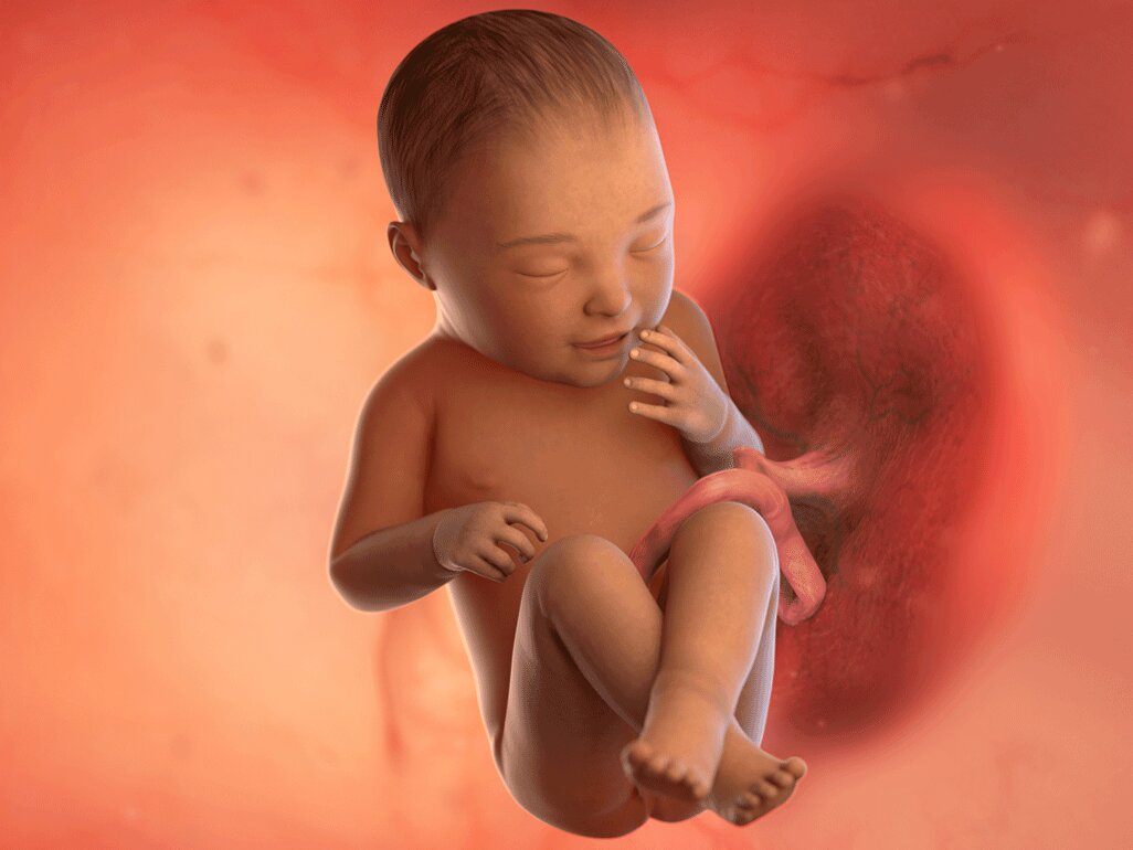 Ilustrasi Perkembangan Janin Usia 40 Minggu