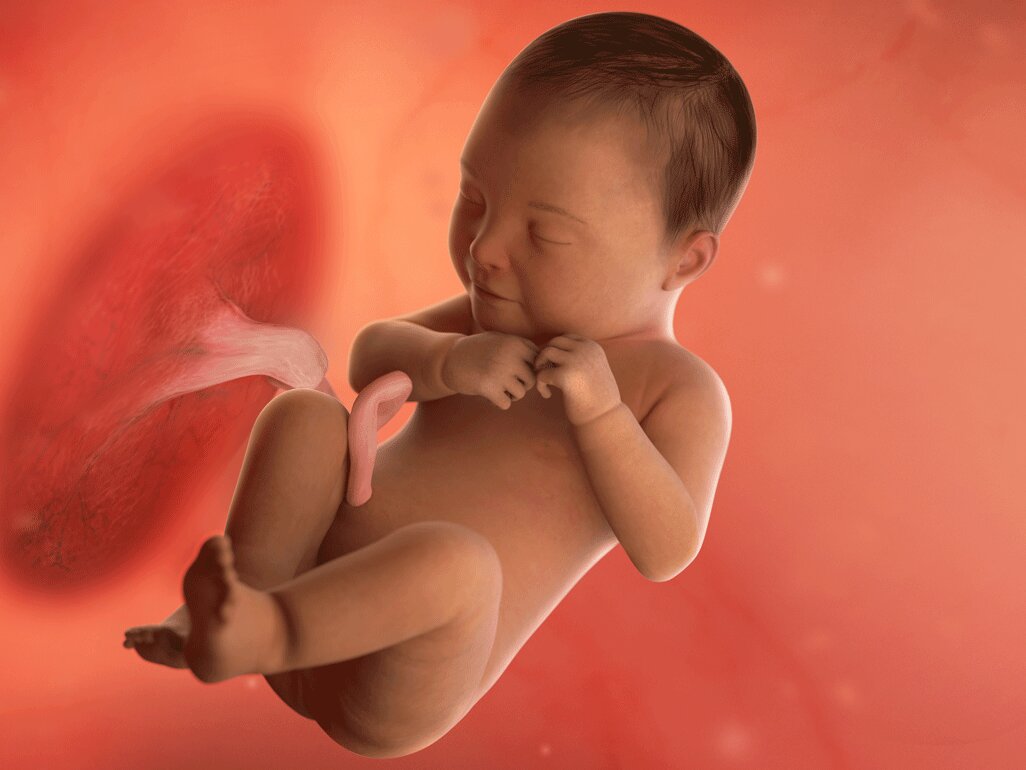 Ilustrasi Perkembangan Janin Usia 41 Minggu