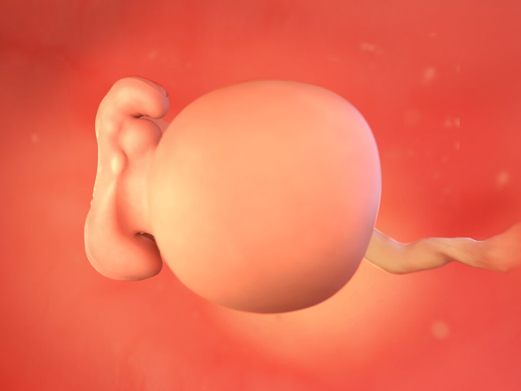 Ilustrasi Perkembangan Janin Usia 5 Minggu