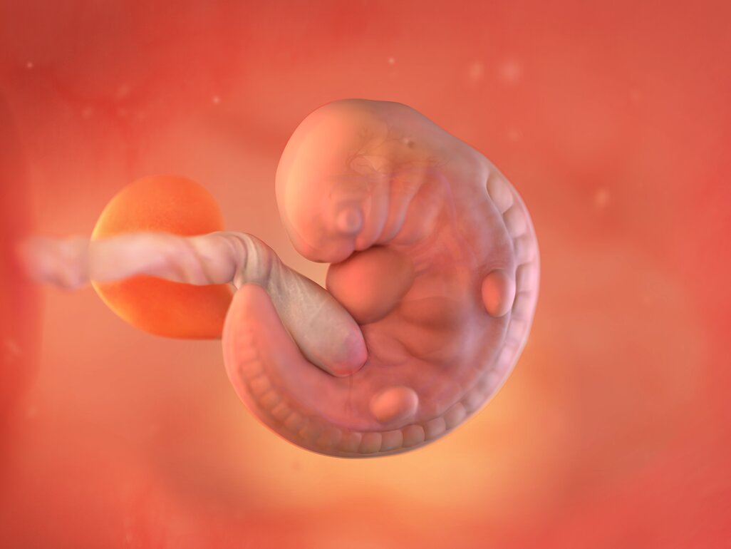 Ilustrasi Perkembangan Janin Usia 6 Minggu