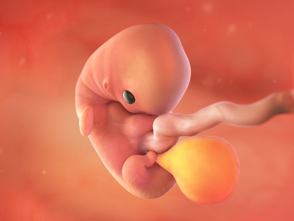 Ilustrasi Perkembangan Janin Usia 8 Minggu