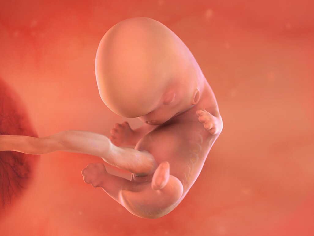 Ilustrasi Perkembangan Janin Usia 9 Minggu