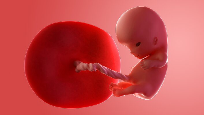 Potret Keajaiban Perkembangan Bayi Minggu ke-10 Potret Keajaiban Perkembangan Bayi Minggu ke-10