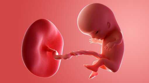 Transformasi Menakjubkan Kehamilan Usia 11 Minggu