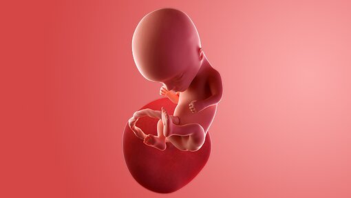 Informasi Akurat Perkembangan Kandungan 14 Minggu Informasi Akurat Perkembangan Kandungan 14 Minggu