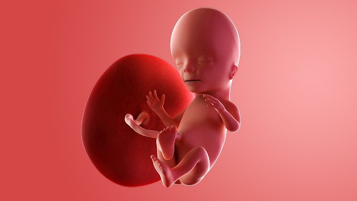 Momen Emas Pertumbuhan Buah Hati di Minggu ke-15