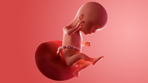 Informasi Akurat Perkembangan Kandungan 16 Minggu