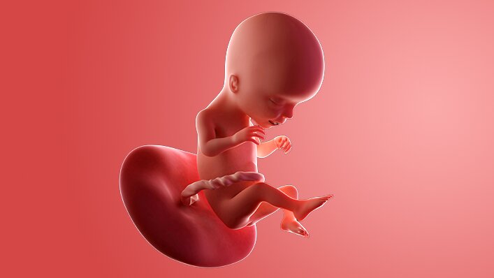 Panduan Eksklusif Pertumbuhan Janin Usia 17 Minggu Panduan Eksklusif Pertumbuhan Janin Usia 17 Minggu