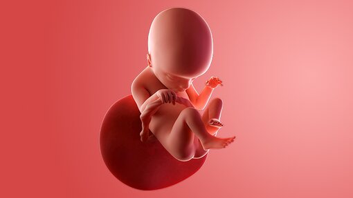 Catatan Medis & Visual Janin Usia 18 Minggu