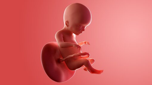 Kondisi Fisik Bumil dan Janin Saat Hamil 20 Minggu