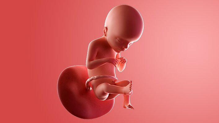 Catatan Medis & Visual Janin Usia 21 Minggu