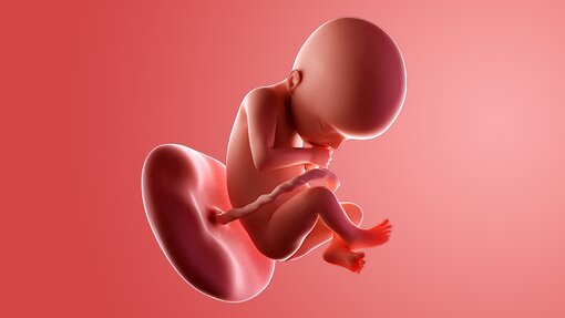 Gambaran Visual Janin Sehat Memasuki Minggu ke-22 Gambaran Visual Janin Sehat Memasuki Minggu ke-22