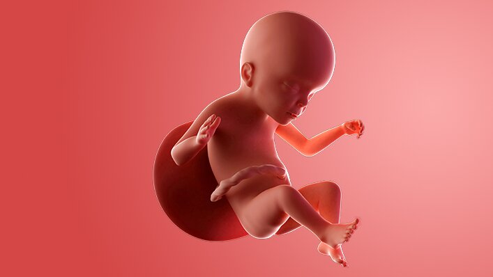 Gambaran Visual Janin Sehat Memasuki Minggu ke-23 Gambaran Visual Janin Sehat Memasuki Minggu ke-23