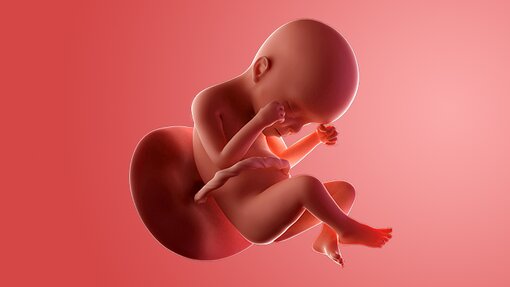 Kondisi Fisik Bumil dan Janin Saat Hamil 24 Minggu Kondisi Fisik Bumil dan Janin Saat Hamil 24 Minggu