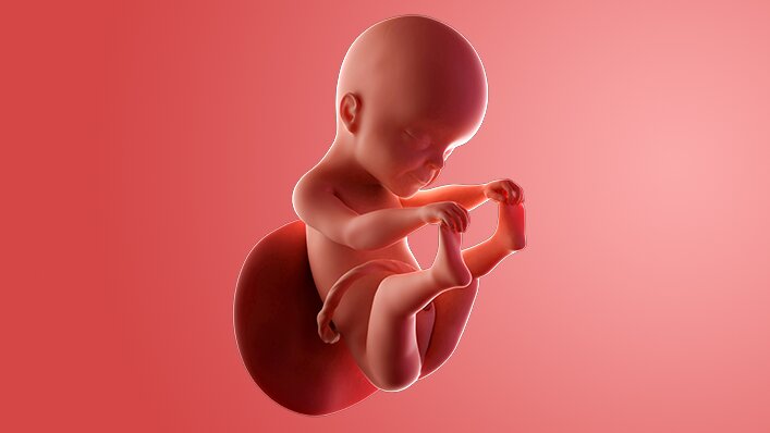 Catatan Medis & Visual Janin Usia 25 Minggu Catatan Medis & Visual Janin Usia 25 Minggu