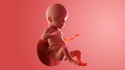 Catatan Medis & Visual Janin Usia 26 Minggu Catatan Medis & Visual Janin Usia 26 Minggu